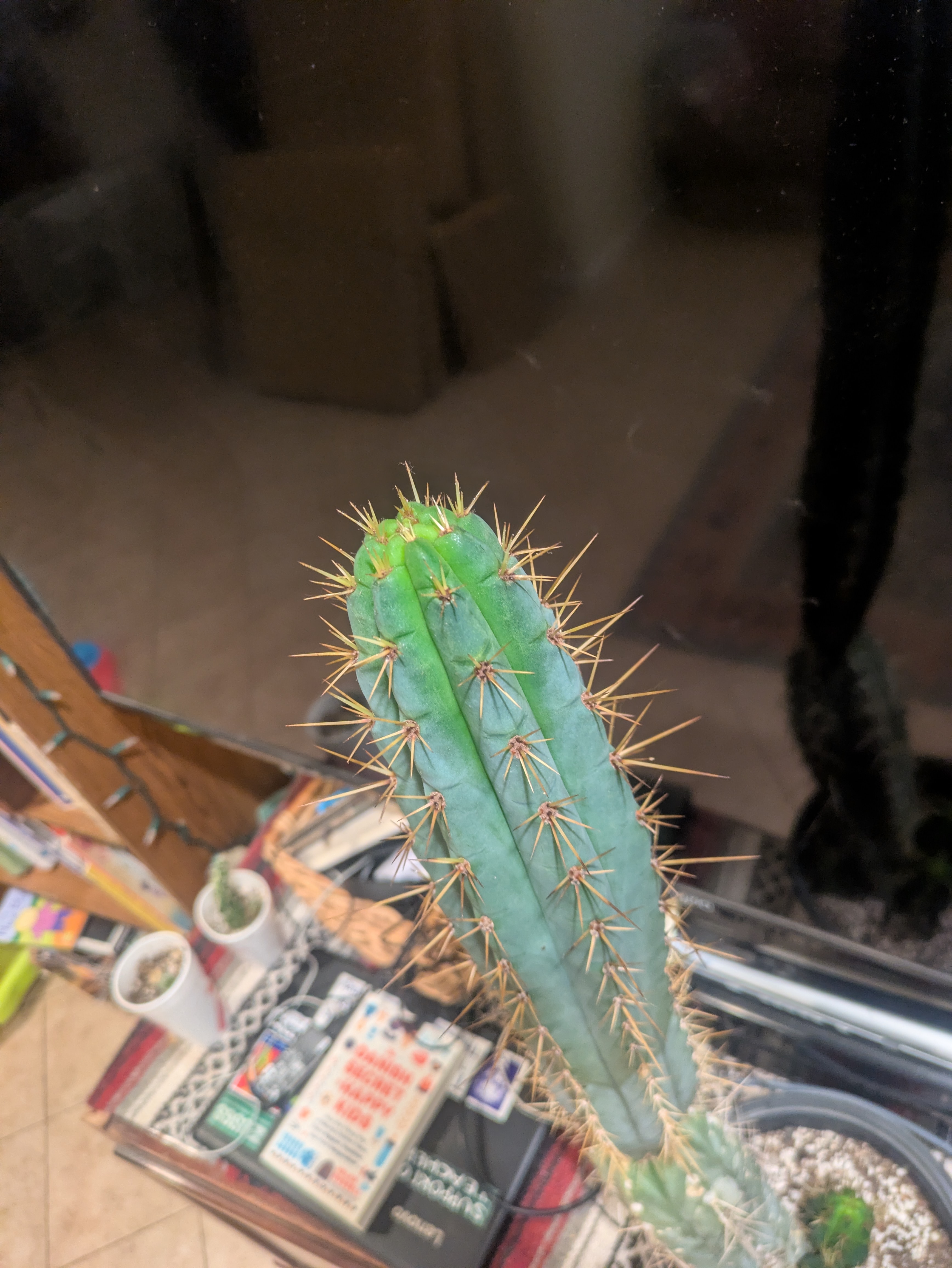 Cactus 6