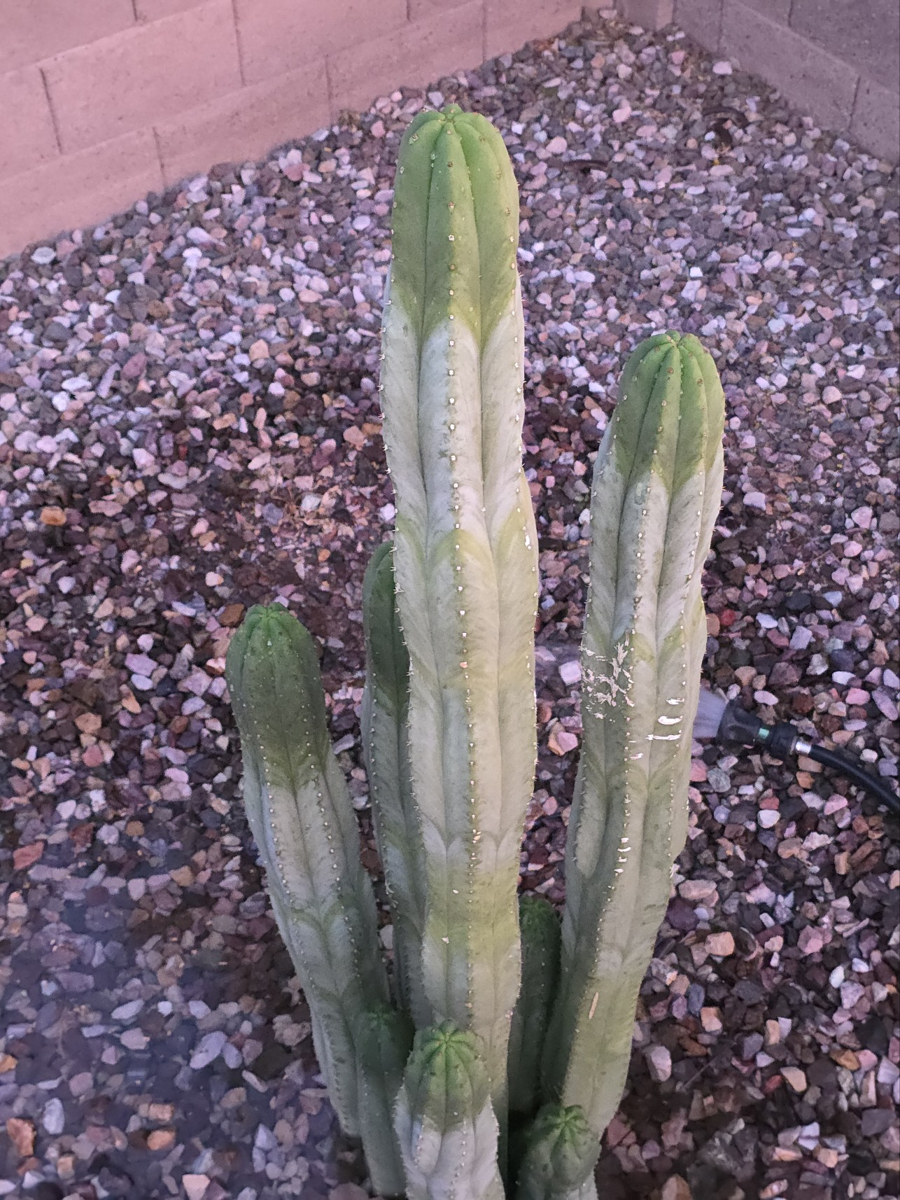 Cactus 5