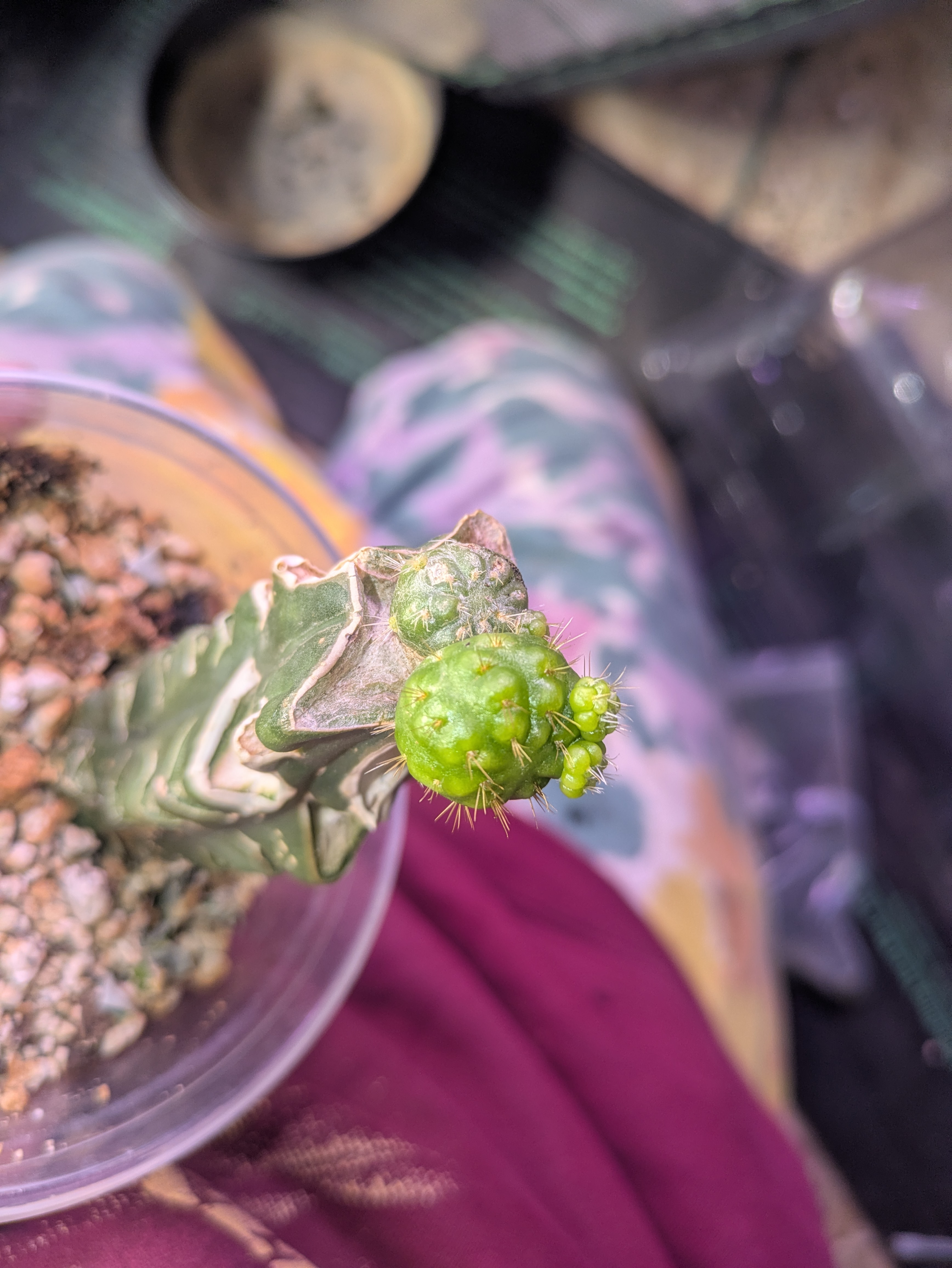 Cactus 2