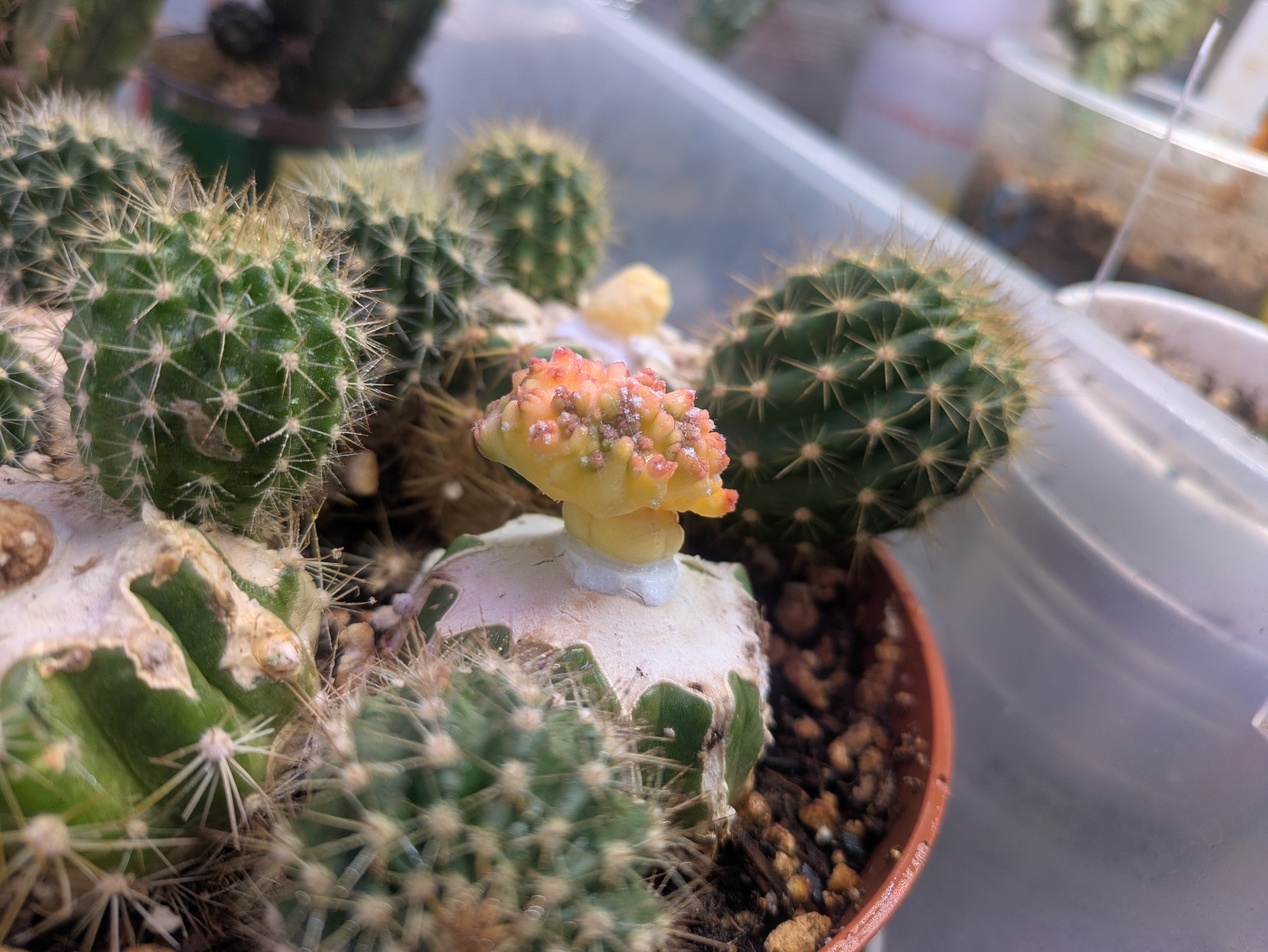 Cactus 7