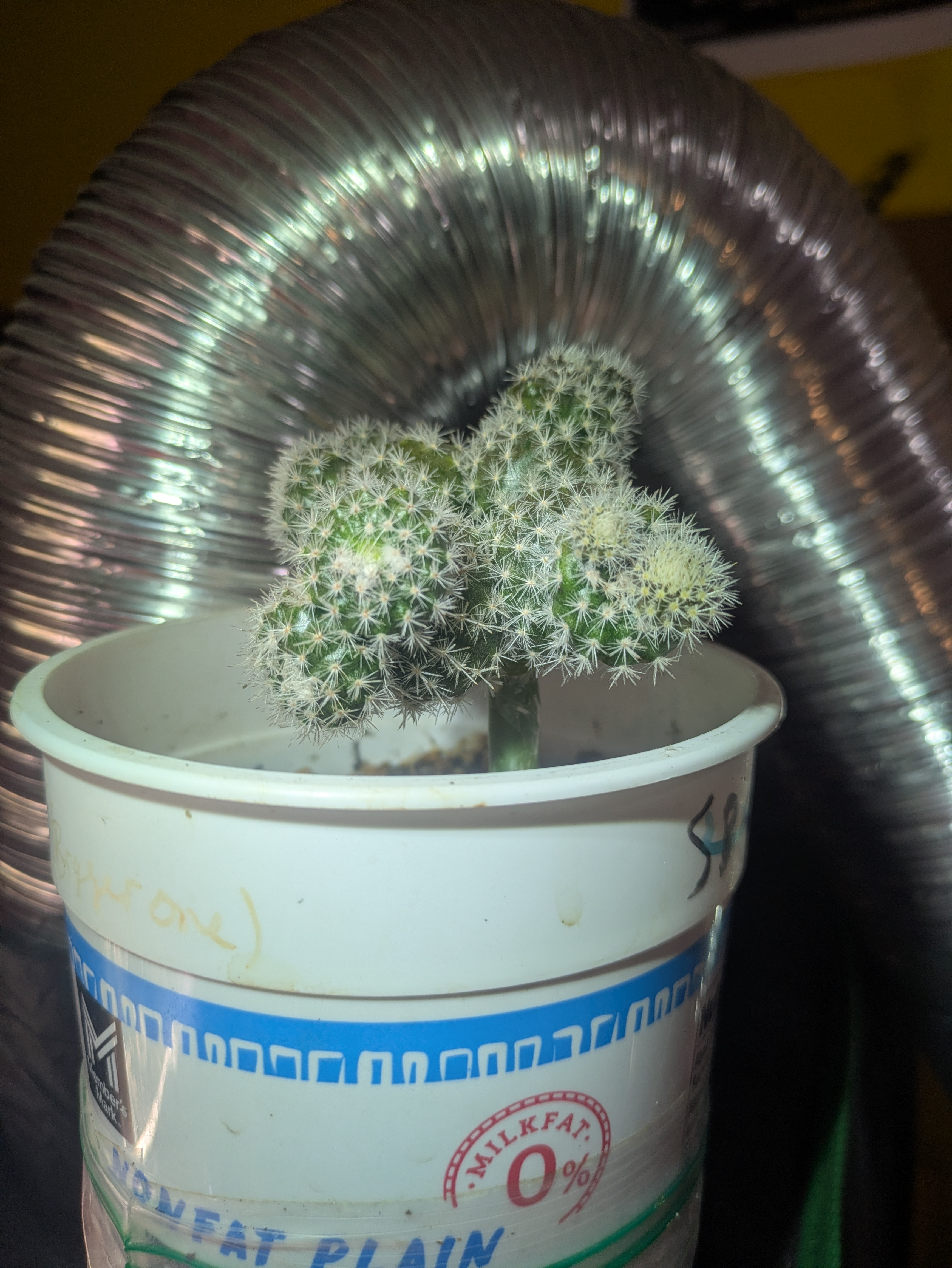 Cactus 4