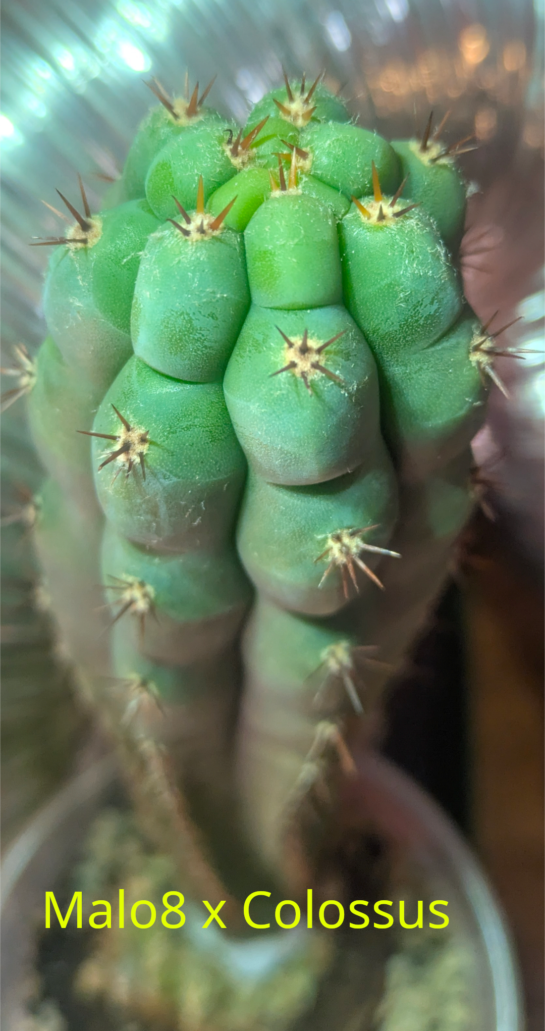 Cactus 1
